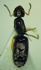 Plagiolepis pallescens