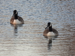Branta canadensis