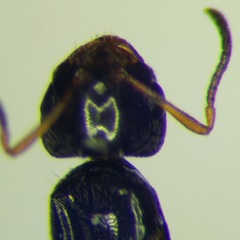 Plagiolepis pallescens