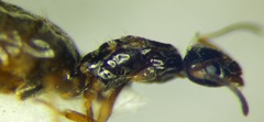 Plagiolepis pallescens