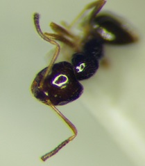 Plagiolepis pallescens