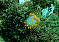 Polycitor giganteus