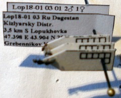 Plagiolepis pallescens