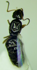 Plagiolepis pallescens
