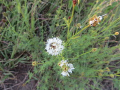 Dalea multiflora
