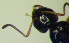 Plagiolepis pallescens