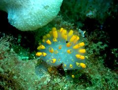 Polycitor giganteus