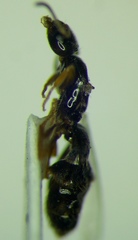 Plagiolepis pallescens