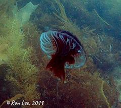 Chrysaora pentastoma