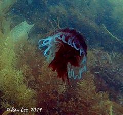 Chrysaora pentastoma