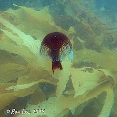 Chrysaora pentastoma