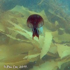 Chrysaora pentastoma