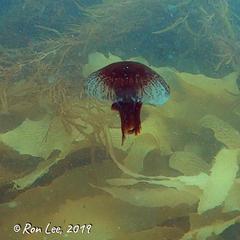 Chrysaora pentastoma