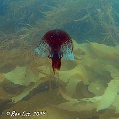 Chrysaora pentastoma