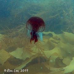 Chrysaora pentastoma