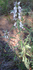 Monarda citriodora austromontana