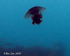 Chrysaora pentastoma
