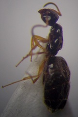 Plagiolepis pallescens