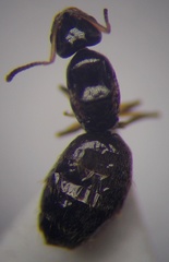 Plagiolepis pallescens