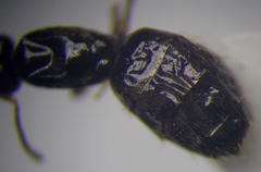Plagiolepis pallescens