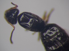 Plagiolepis pallescens
