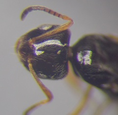 Plagiolepis pallescens