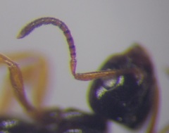 Plagiolepis pallescens