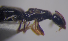 Plagiolepis pallescens