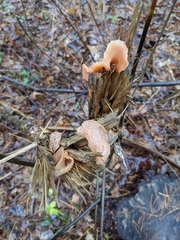 Guepinia helvelloides