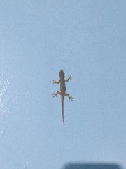 Hemidactylus platyurus