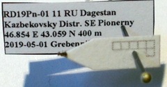 Plagiolepis pallescens