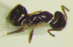 Plagiolepis pallescens