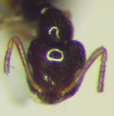 Plagiolepis pallescens