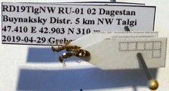 Plagiolepis pallescens
