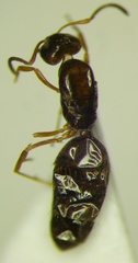Plagiolepis pallescens