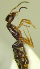 Plagiolepis pallescens