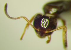 Plagiolepis pallescens