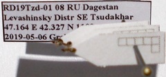 Plagiolepis pallescens
