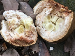 Hydnocarpus castaneus