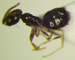 Plagiolepis pallescens