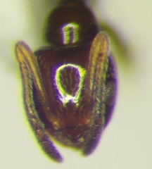 Plagiolepis pallescens