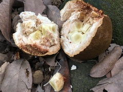 Hydnocarpus castaneus