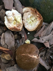 Hydnocarpus castaneus