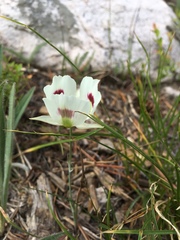 Calochortus eurycarpus