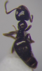 Plagiolepis pallescens