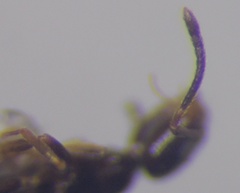 Plagiolepis pallescens