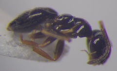 Plagiolepis pallescens