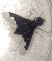 Anthrax dolabratus
