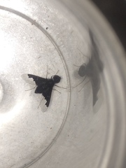 Anthrax dolabratus