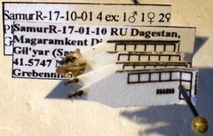 Plagiolepis pallescens